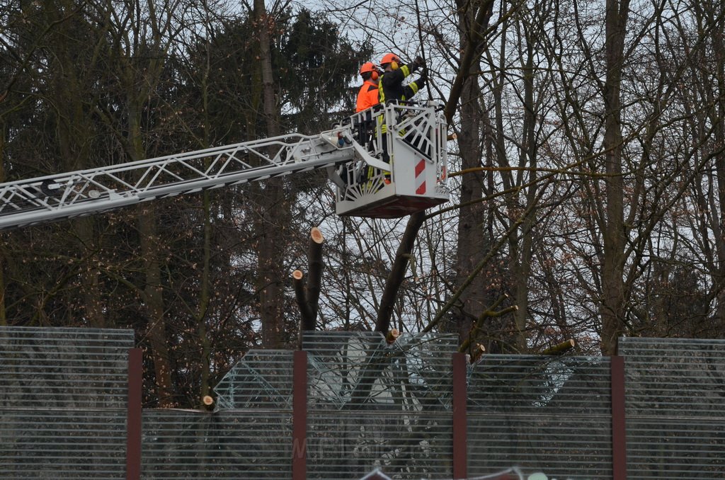 Einsatz BF Baum Koeln Vingst Vingster Ring P38.JPG - Miklos Laubert